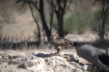 Bir ağacın yanındaki kayanın üzerinde duran bir kuş