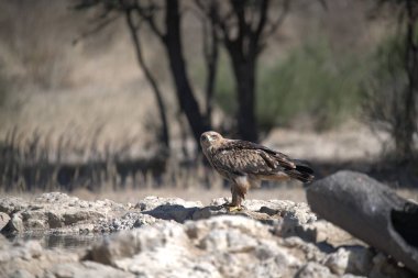 Bir tarlanın ortasında kayanın üzerinde oturan bir kuş.