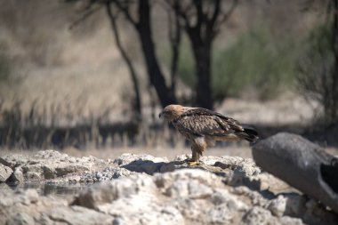 Bir su kütlesinin yanındaki kayanın üzerinde duran bir kuş.