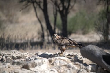 Bir kuşun tarlanın ortasında bir kayanın üzerinde durması.