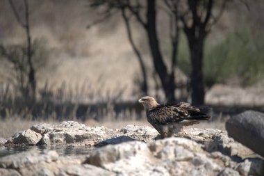 Bir su kütlesinin yanındaki kayanın üzerinde duran bir kuş.