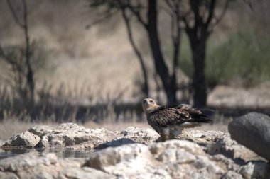 Bir su kütlesinin yanındaki kayanın üzerinde oturan bir kuş.