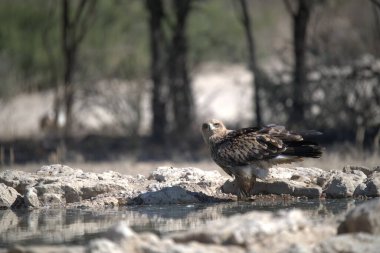 Bir su kütlesinin yanındaki kayanın üzerinde duran bir kuş.