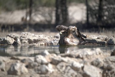 Bir kuş gölette banyo yapıyor.