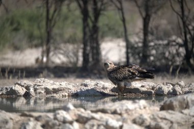 Bir su kütlesinin yanındaki kayanın üzerinde duran bir kuş.