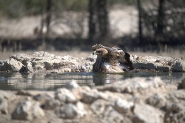 Bir kuş gölette banyo yapıyor.