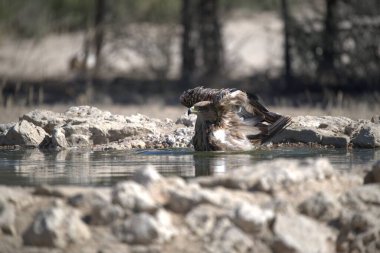 Bir kuş gölette banyo yapıyor.