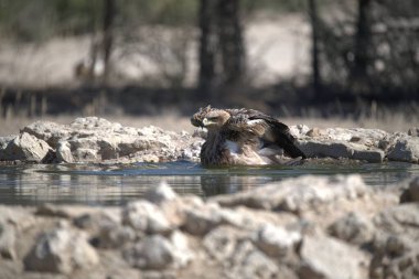 Bir kuş kayaların yanında suyun içinde oturuyor.