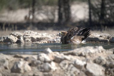 Bir ördek gölette banyo yapıyor.