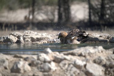 Gölette banyo yapan bir kuş.