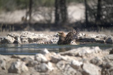 Bir kuş kayaların yanında suyun içinde oturuyor.