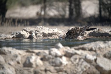 Bir kuş kayaların yanında suyun içinde oturuyor.