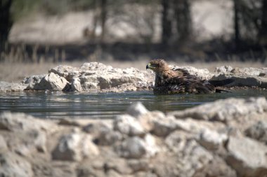 Bir kuş kayaların yanında suyun içinde oturuyor.