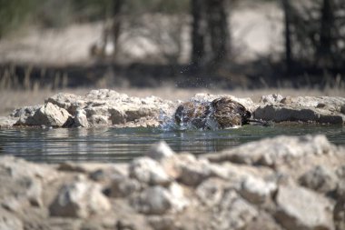 Bir kuş gölete su sıçratır.