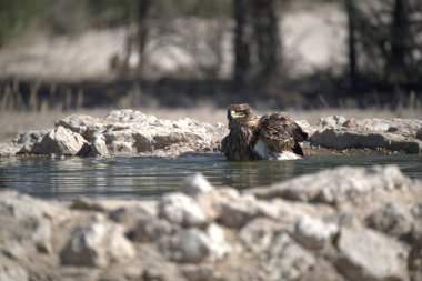 Bir kuş, bir su kütlesinin içinde banyo yapıyor.