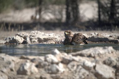 Bir kuş kayaların yanında suyun içinde oturuyor.