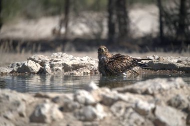 Bir kuş kayaların yanında suyun içinde oturuyor.