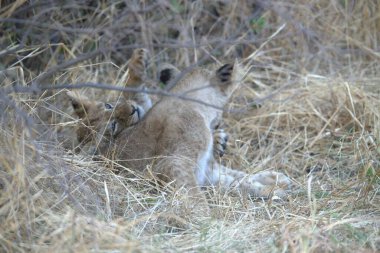 Vahşi doğada çimenlerde yatan bir aslan yavrusu.