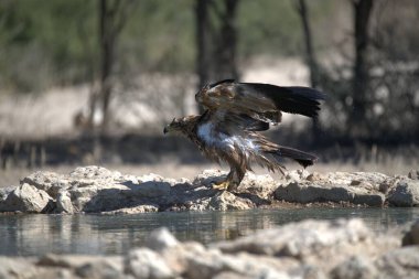 Sudaki kayaya konan bir kuş.