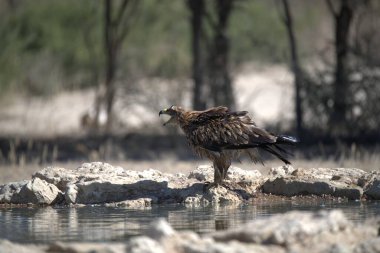 Bir su kütlesinin yanındaki kayanın üzerinde duran bir kuş.