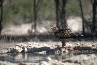 Bir su kütlesinin yanındaki kayanın üzerinde duran bir kuş.