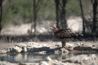 Bir su kütlesinin yanındaki kayanın üzerinde duran bir kuş.