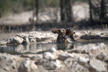 Bir kuş gölette banyo yapıyor.