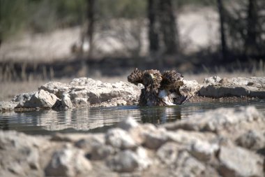 Bir kuş gölden su içiyor.