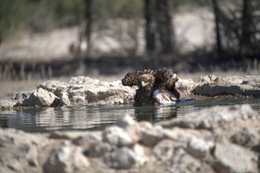 Bir kuş kanatlarını açmış, suyun içinde oturuyor.