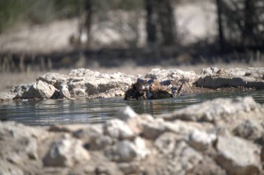 Bir kuş kayaların yanında suyun içinde oturuyor.