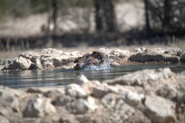 Bir kuş gölete su sıçratır.