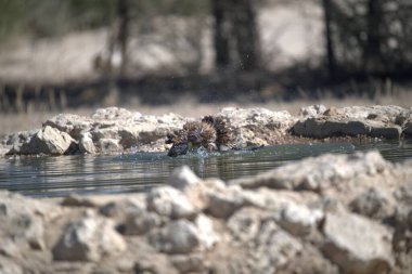 Bir kuş su içiyor.