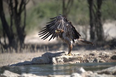 Bir yırtıcı kuş kayaya konuyor.