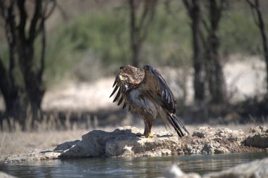 Bir su kütlesinin yakınındaki kayanın üzerinde yırtıcı bir kuş.