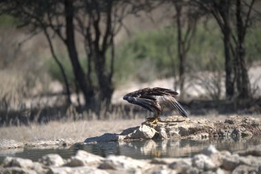 Bir su kütlesinin yanındaki kayanın üzerinde oturan bir kuş.