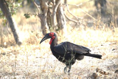 Kızıl saçlı ve siyah vücutlu bir kuş.