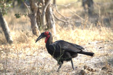 Kızıl saçlı ve siyah vücutlu bir kuş.
