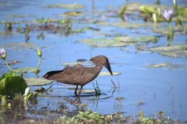 Su zambaklarıyla gölde duran bir kuş.