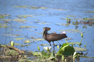 Su zambaklarıyla gölde duran bir kuş.