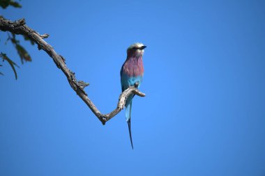 Arka planda mavi gökyüzü olan bir dalda oturan bir kuş.
