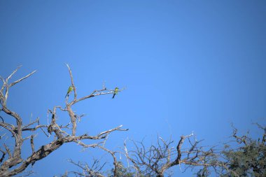 Bir ağacın tepesinde oturan iki kuş.