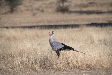 Kuru otların arasında duran bir kuş.