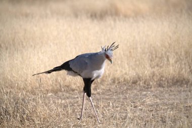 Uzun gagalı bir kuş tarlada yürüyor.