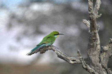 Ağaçta bir dalda oturan bir kuş
