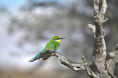 Ağaçta bir dalda oturan bir kuş