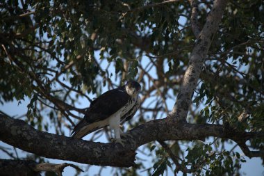 Bir ağacın dalına tünemiş bir kuş.