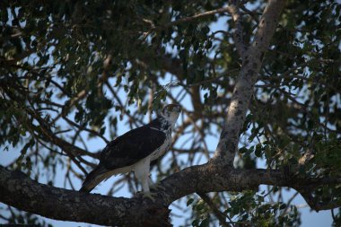 Siyah sırtlı karga, Buvetus leşi, Güney Afrika 'da bir ağaca tünemiş.