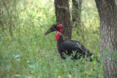 Vahşi doğada kırmızı vinç