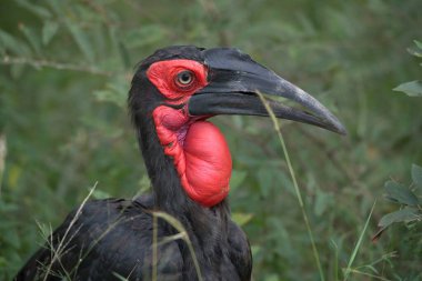 Doğal yaşam alanında siyah kuyruklu fatura