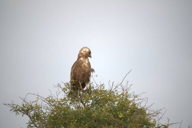 Kel kartal (haliaeetus leucophalus) doğada, falus adasının kuzeyinde vahşi yaşam.